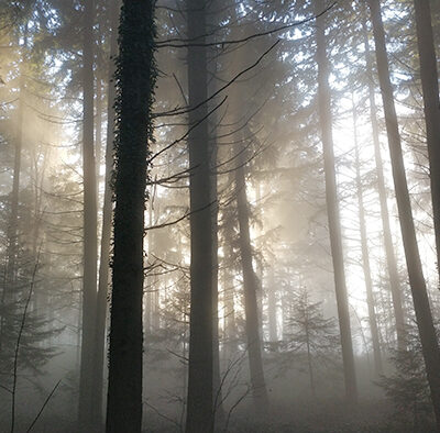 la foret du mont tournier