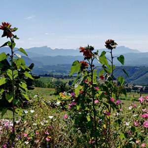 vue du gite sur la chartreuse