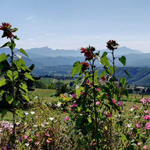 vue du gite sur la chartreuse