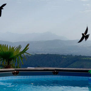 la piscine du gite de saint maurice et ses hirondelles